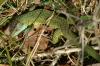 lacerta_viridis01[1]_t1.jpg
